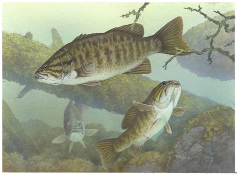 Bass Fishing Wallpaper Backgrounds Wallpaper Cave