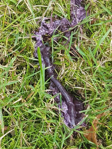 Identify Purple Poop Found In Garden — Bbc Gardeners World Magazine