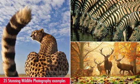 Daily Inspiration 35 Beautiful And Stunning Wildlife Photography