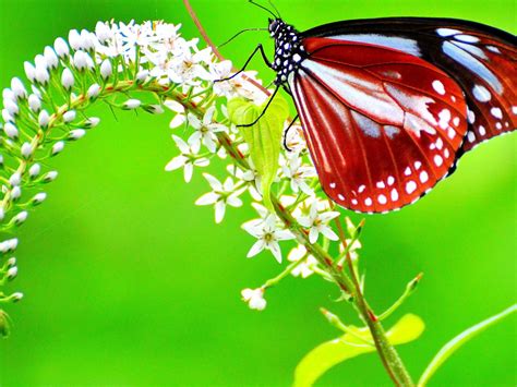Red Black White Butterfly On White Flower In Green Background Butterfly
