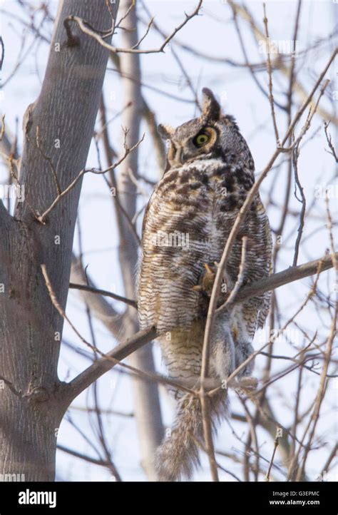 Great Horned Owl Bubo Virginianus In Winter With Prey Gray Squirrel