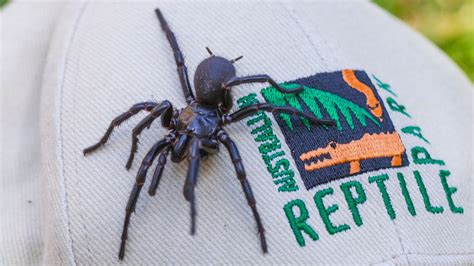 Largest Male Specimen Of Worlds Most Venomous Spider Found In