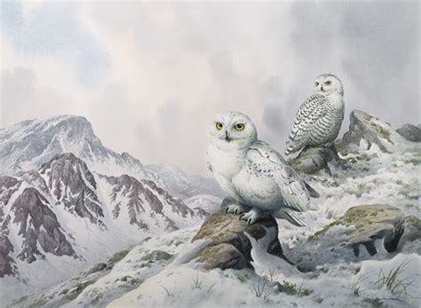 Pair Of Snowy Owls In The Snowy Mountain Carl Donner En Reproduction