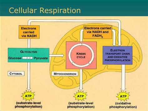 Ppt Ch 9 Cellular Respiration Powerpoint Presentation Free Download
