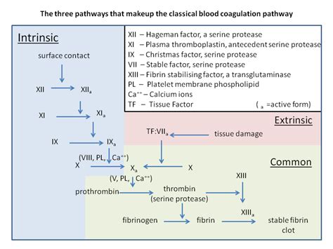 Blood Clotting Cascade Simple Coagulation Cascade With Mnemonics