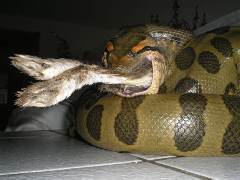 Do Anacondas Attack Underwater Quora