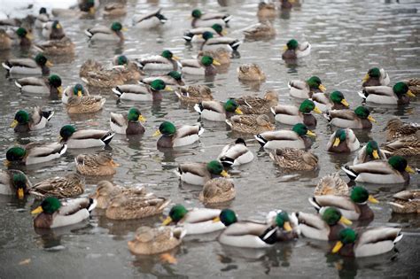 Video Shows Parade Of Ducks Navigating Icy Michigan River