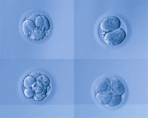 Embryo Glue Sapling Ivf