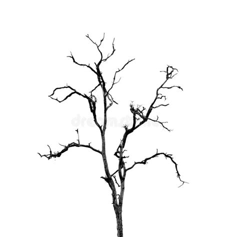 Dead Tree Without Leaves Stock Photo Image Of Forest 152453598