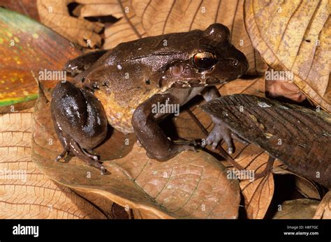 Smoky Jungle Frog Leptodactylus Pentadactylus Nicaragua Stock Photo
