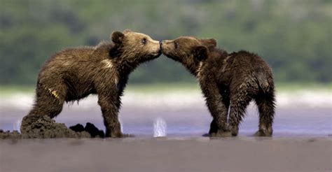 Two Brown Bear Cubs Touching Noses First Kiss