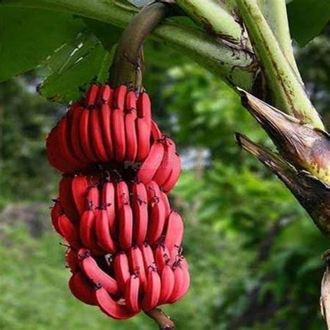 Buy Tissu Cultures Red Banana Fruit Plant Online At Plants Bazar Order