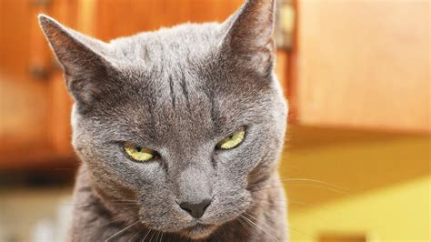 Passive Aggressive Cats 😹 Funny Naughty Cats Funny Pets