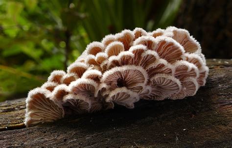 Schizophyllum commune - identifier-les-champignons.com