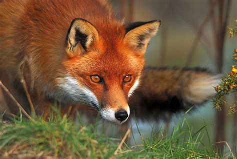 Red Fox Foxes Photo 40437491 Fanpop