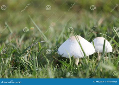 Mushroom Poisoning Growing On Green Lawn Stock Image Image Of Venom
