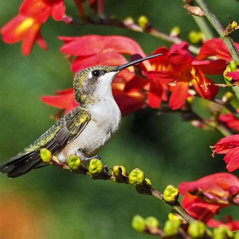 8 Flowers That Attract Hummingbirds Flowers That Attract Hummingbirds