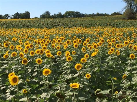 Kansas City Sunflower Fields In Bloom Kansas City On The