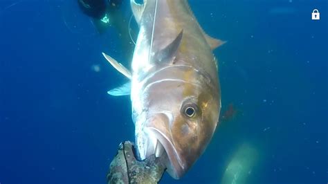 Great Amberjack Medregal 20kg Spearfishing Tenerife Canarias 2017