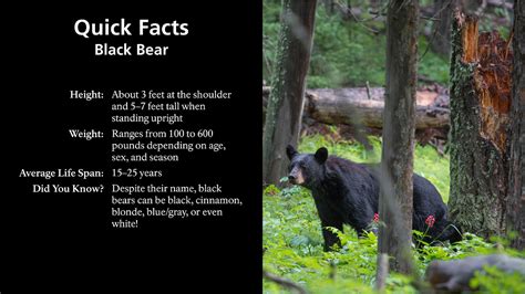 Black Bears Bears Us National Park Service