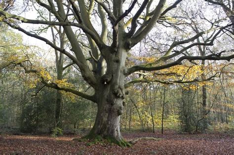 Free Stock Photos Rgbstock Free Stock Images Ancient Beech Tree
