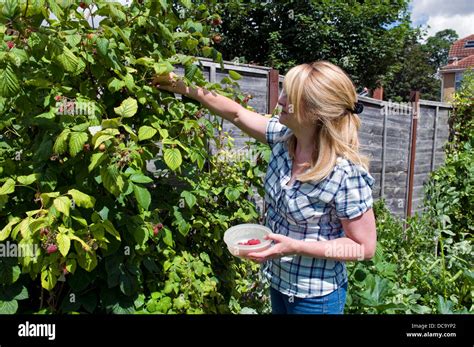 Caucasian Woman Picking Home Grown Raspberries In Garden Taken In