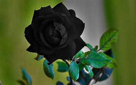 Ini 7 Filosofi Bunga Mawar Berdasarkan Warnanya Yang Merona