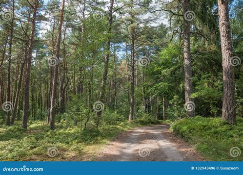 Road Through Green Pine Forest Stock Photo Image Of Shrubs Lower
