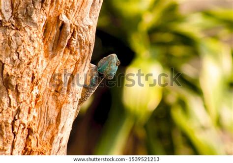 Blue Headed Lizard Feasting On Flying Stock Photo 1539521213 Shutterstock