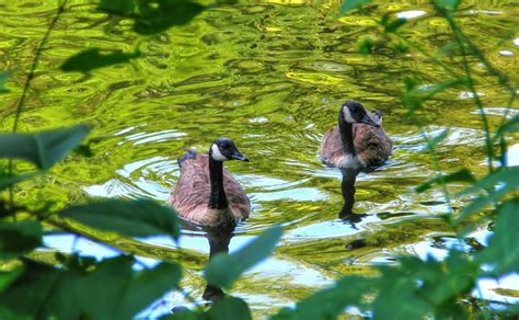 A Lovely Pair Of Geese Smithsonian Photo Contest Smithsonian Magazine