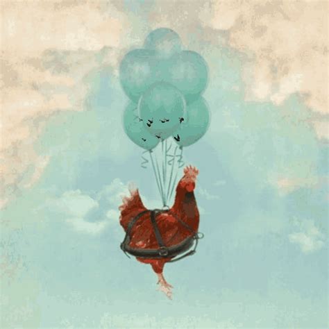 Chicken Balloons  Chicken Balloons Chickens Cant Fly Discover