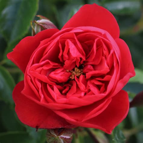 Scarlet Flower Carpet Uk Potted Rose Colin Gregory Roses Ltd