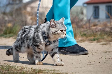 Кошка на поводке | как приучить кота к шлейке и поводку?