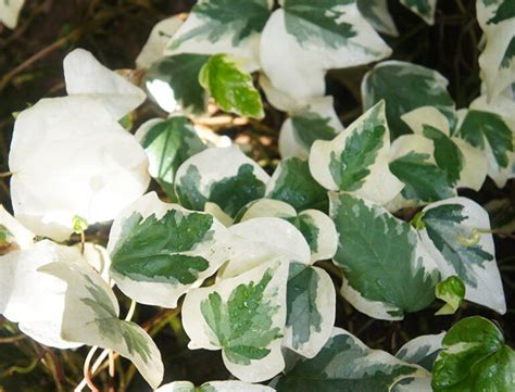 Algerian Ivy Guide How To Grow Care For Hedera Algeriensis