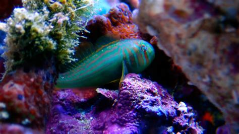Green Clown Goby Gobies Saltwater Fish