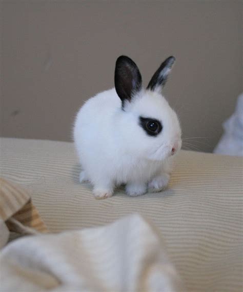 Dwarf Rabbit Black And White