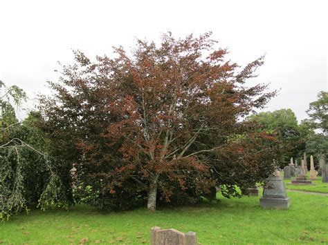 Fagus Sylvatica Riversii In Cathays Cemetery