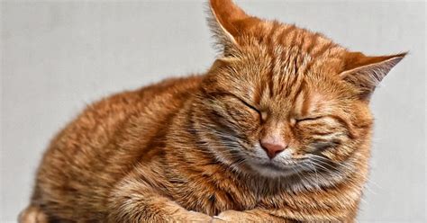 Penyebab kucing tidak mau makan. Penyebab Kucing Tidak Mau Makan Dan Tidur Terus - Kucing Sobo