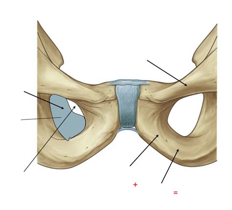 Pubic Arch And Obturator Foramen Diagram Quizlet