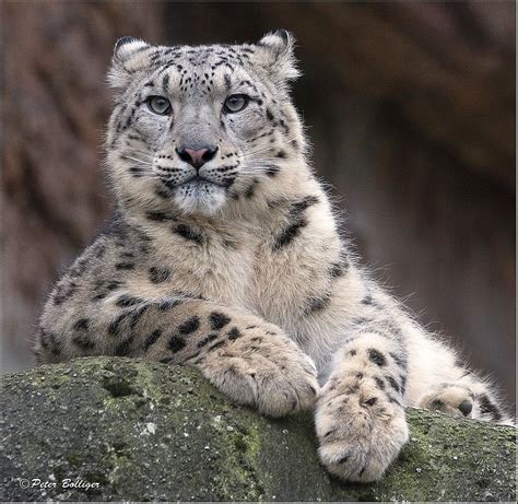 Upgrade Snow Leopard To Lion Feliks Zeki