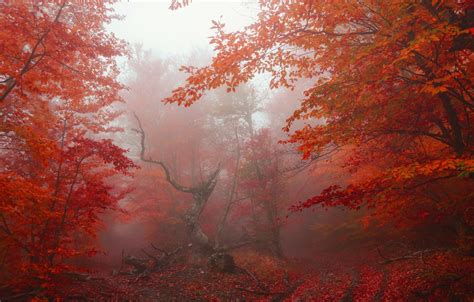 Wallpaper Autumn Forest Leaves Trees Fog Park Red Forest Nature