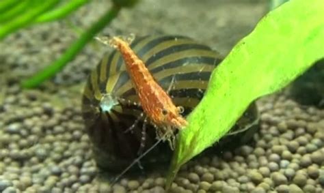 Nerite Snails Detailed Guide Care Diet And Breeding Shrimp And