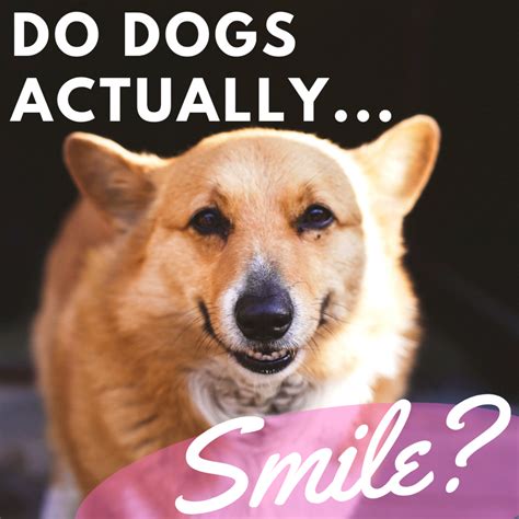 Do Dogs Smile Pethelpful