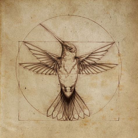 Leonardo Da Vinci Hummingbird Hummingbird Drawing Renaissance Art