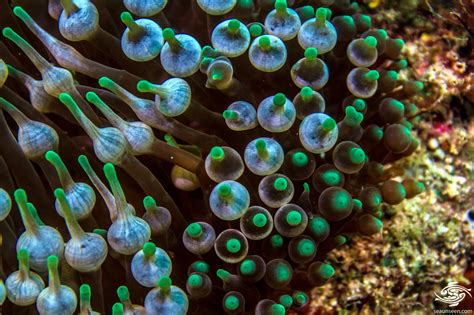 Bubble Tip Anemone Facts And Photographs Seaunseen