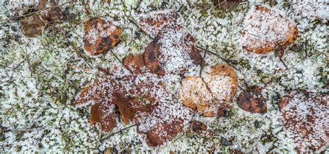 Wilted Leaves On Grass With Frost Cover Photograph By Panoramic Images