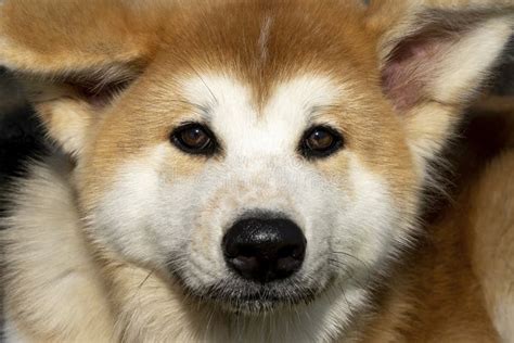 Close Up Of Akita Inu Akita Inu Dog Close Up Portrait Japanese Dog