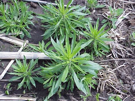 Common Broadleaf Weeds For The Mn Area Your Lawn Our Passion