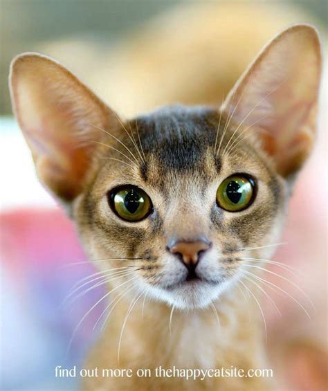 Cat Training The Abyssinian Cat Personality Is Curious And Sociable A