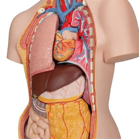 Human Torso Model Life Size Torso Model Anatomical Teaching Torso